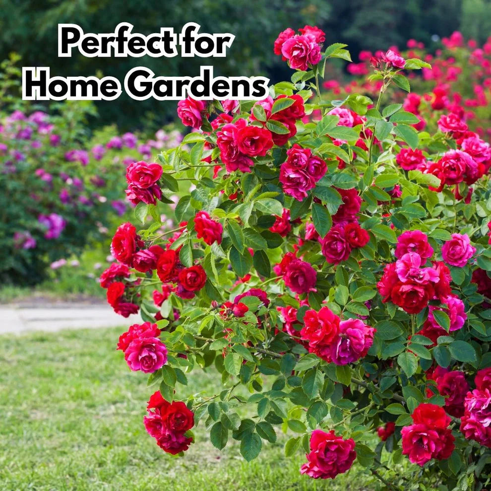 Mixed Color Climbing Rose (UK Imported)