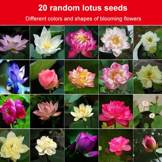 Lotus Seeds For Positivity Buy 1 Get 1 Free