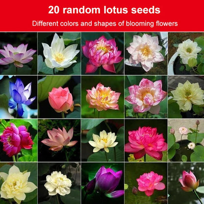 Lotus Seeds For Positivity Buy 1 Get 1 Free