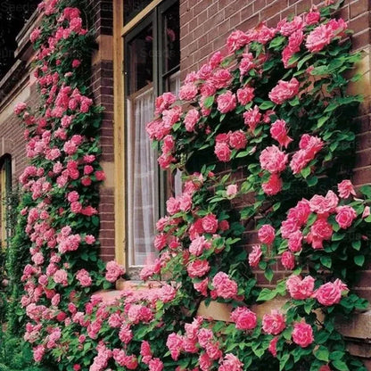 Elegant Climbing Rose Flower Seeds