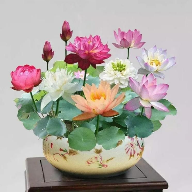 Lotus Seeds For Positivity Buy 1 Get 1 Free
