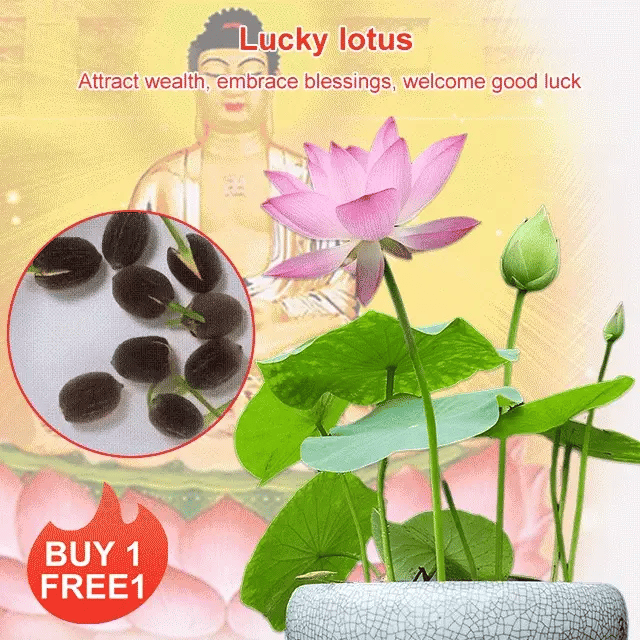 Lotus Seeds For Positivity Buy 1 Get 1 Free