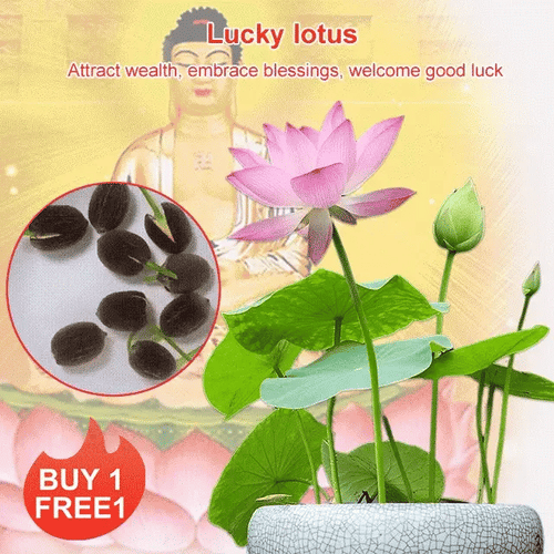 Lotus Seeds For Positivity Buy 1 Get 1 Free