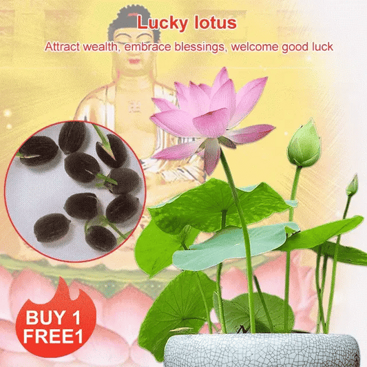 Lotus Seeds For Positivity Buy 1 Get 1 Free