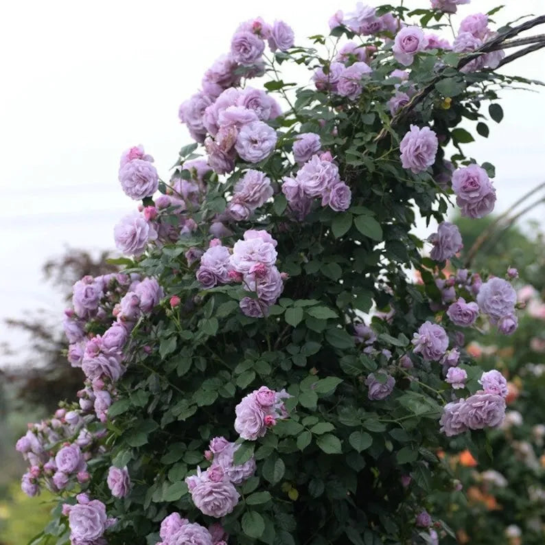 Elegant Climbing Rose Flower Seeds