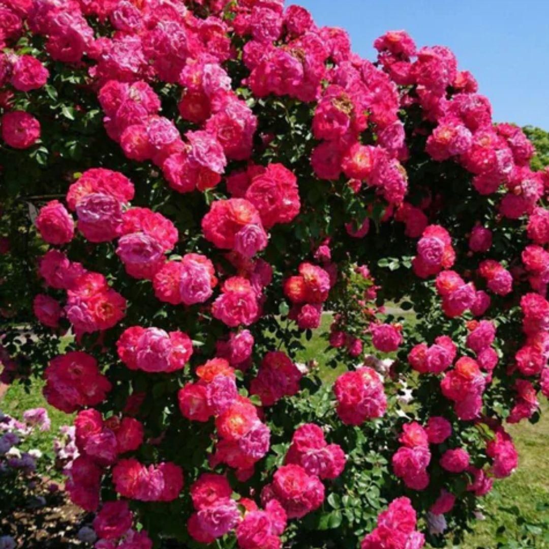 Mixed Color Climbing Rose (UK Imported)