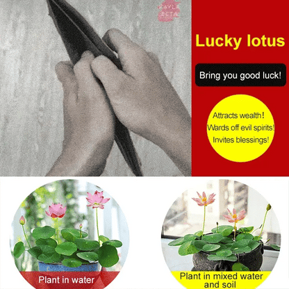 Lotus Seeds For Positivity Buy 1 Get 1 Free