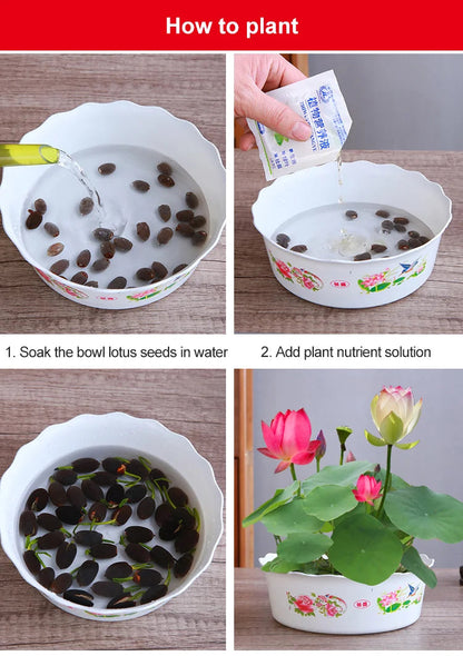 Lotus Seeds For Positivity Buy 1 Get 1 Free