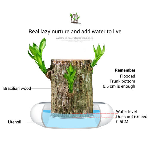 NatureFortune™ Brazilian Lucky Wood Plant