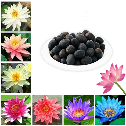 Lotus Seeds For Positivity Buy 1 Get 1 Free